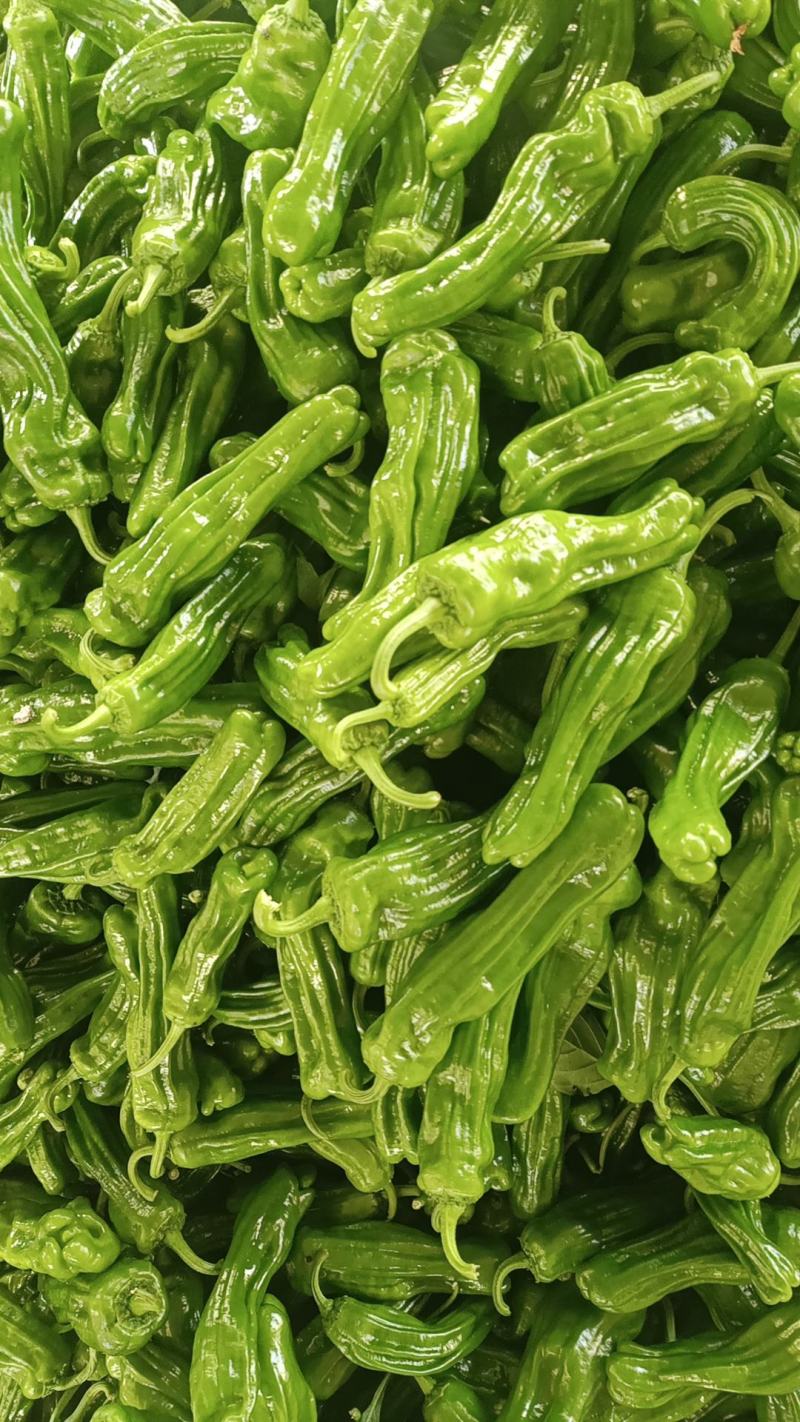 新优薄皮椒【原产地】芜湖椒**电商市场超市保质保量