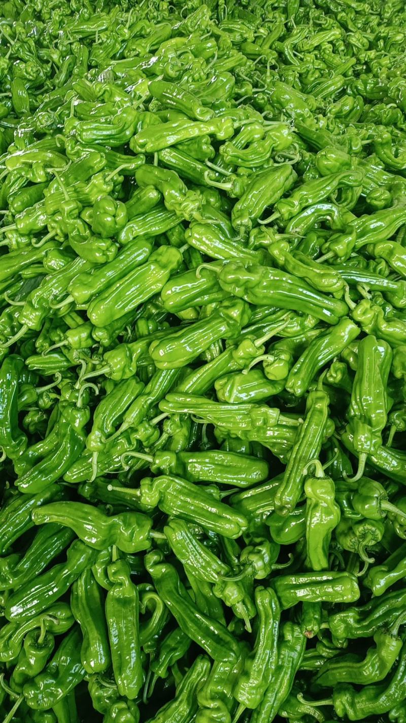 新优薄皮椒【原产地】芜湖椒**电商市场超市保质保量