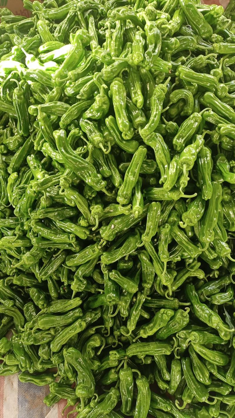 新优薄皮椒【原产地】芜湖椒**电商市场超市保质保量