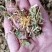 优质金银花手工花泡茶贵州原生中药材