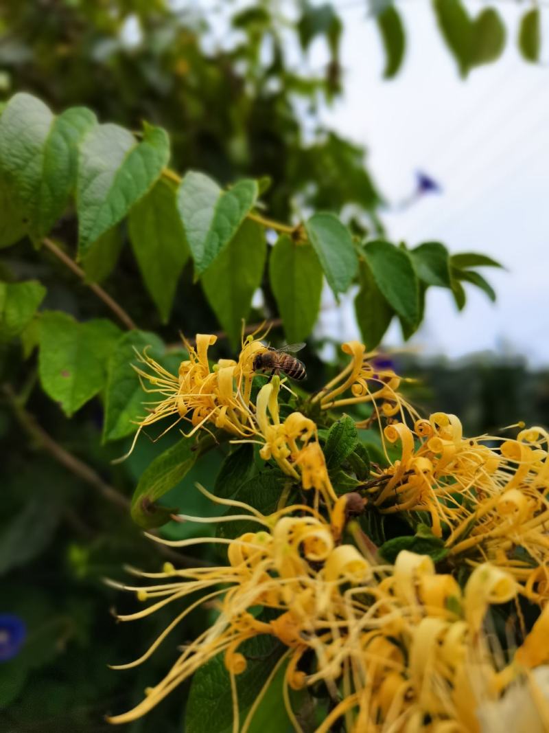 优质金银花手工花泡茶贵州原生中药材