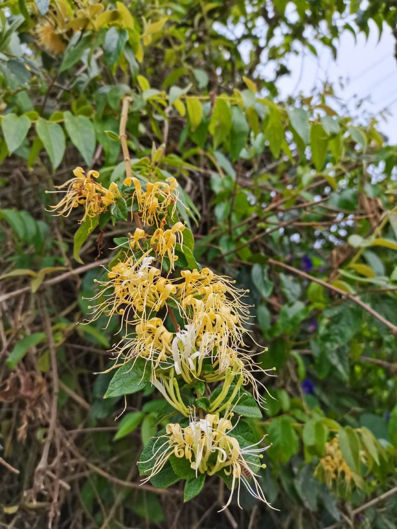优质金银花手工花泡茶贵州原生中药材