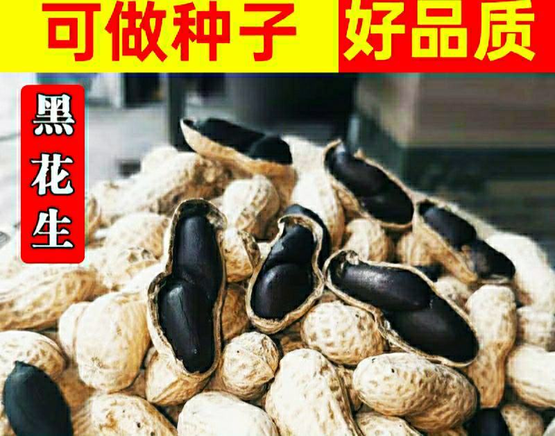 生熟黑花生富硒黑花生农家自产晒干带壳黑花生可以做种
