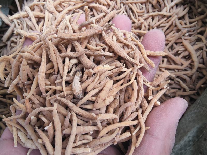 太子参煲汤儿汤包特级麦冬无花果孩儿参中