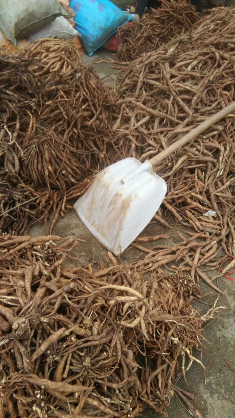 百部苗/百部种苗/大百部/百部鲜货/无硫百部/百部干货/