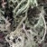 伸筋草狮子草纯野生贵州原生中药材泡水泡脚