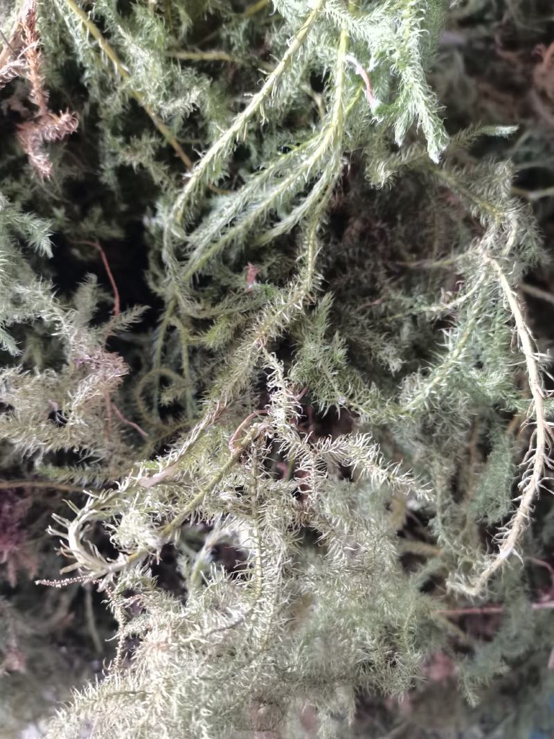 伸筋草狮子草纯野生贵州原生中药材泡水泡脚