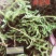 伸筋草狮子草纯野生贵州原生中药材泡水泡脚