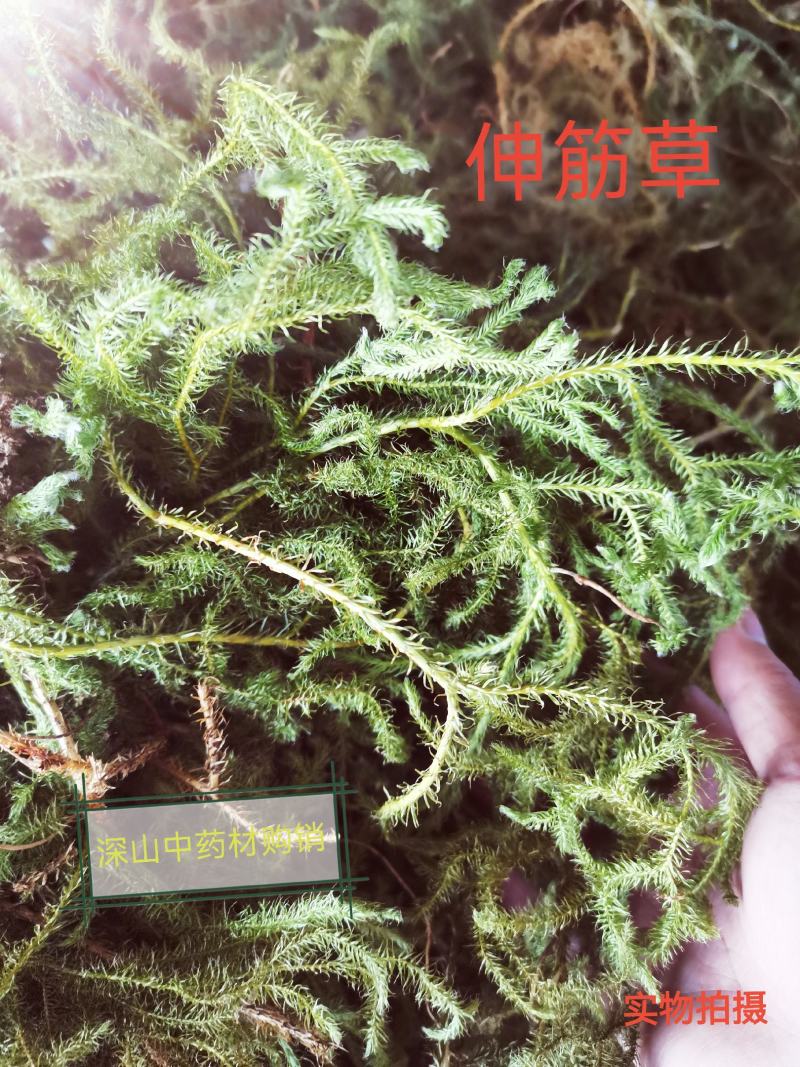 伸筋草狮子草纯野生贵州原生中药材泡水泡脚