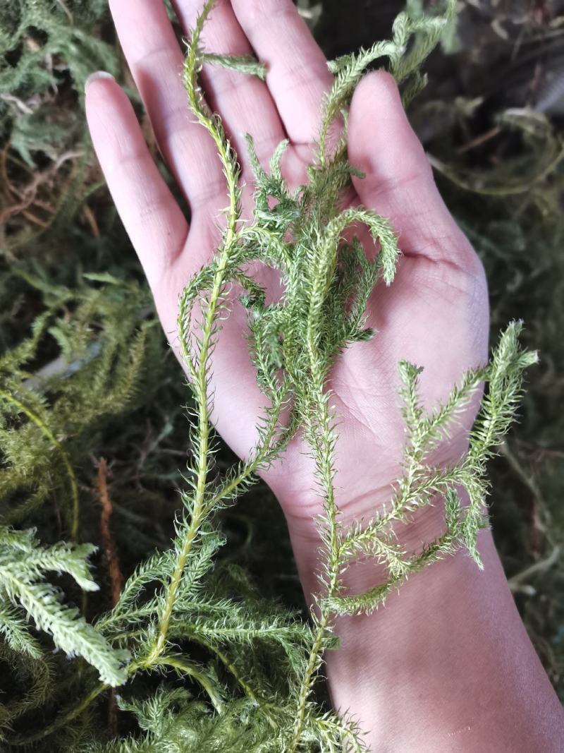 伸筋草狮子草纯野生贵州原生中药材泡水泡脚