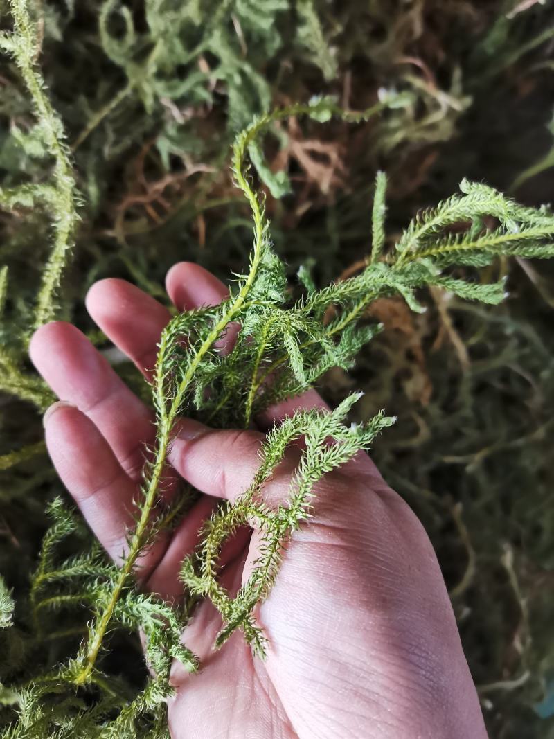 伸筋草狮子草纯野生贵州原生中药材泡水泡脚