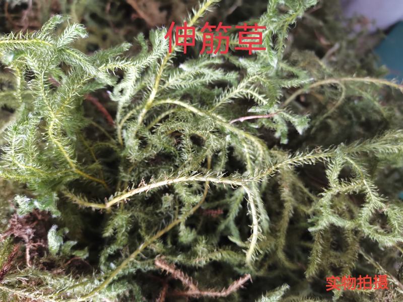伸筋草狮子草纯野生贵州原生中药材泡水泡脚