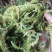 伸筋草狮子草纯野生贵州原生中药材泡水泡脚