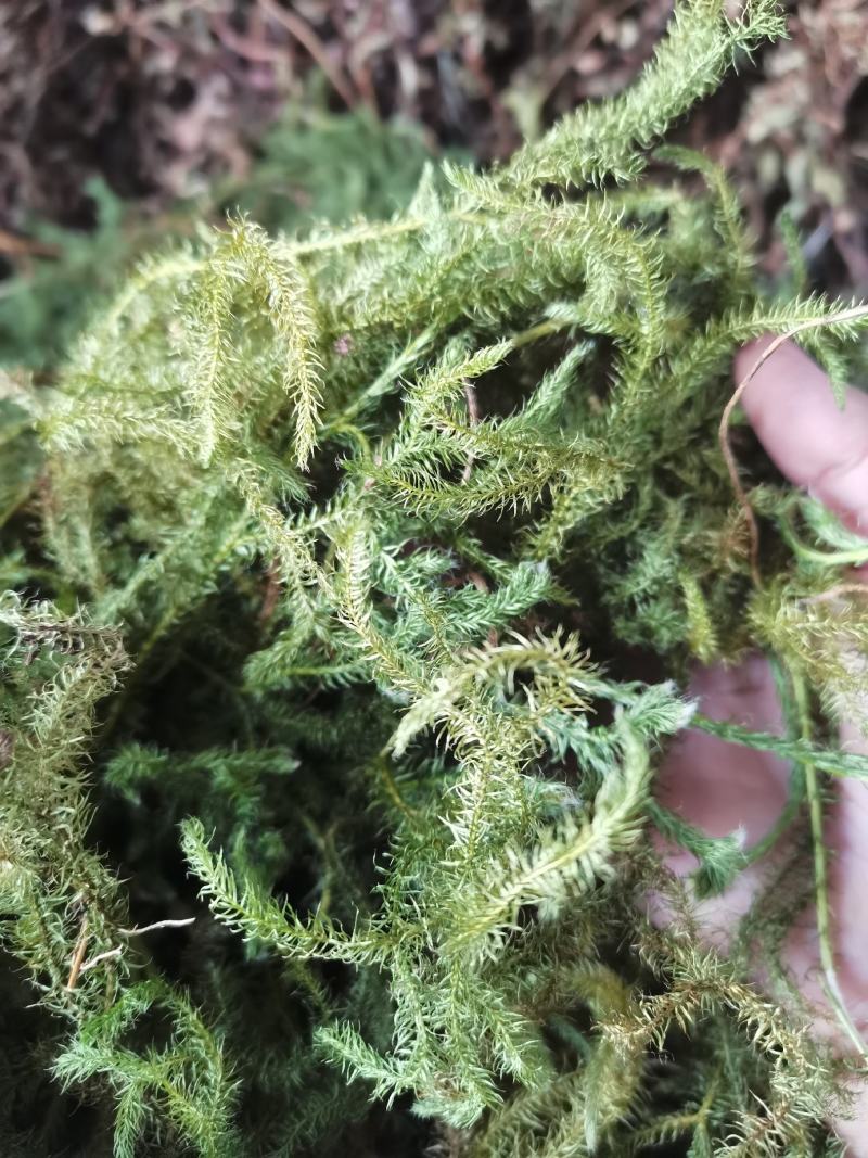 伸筋草狮子草纯野生贵州原生中药材泡水泡脚