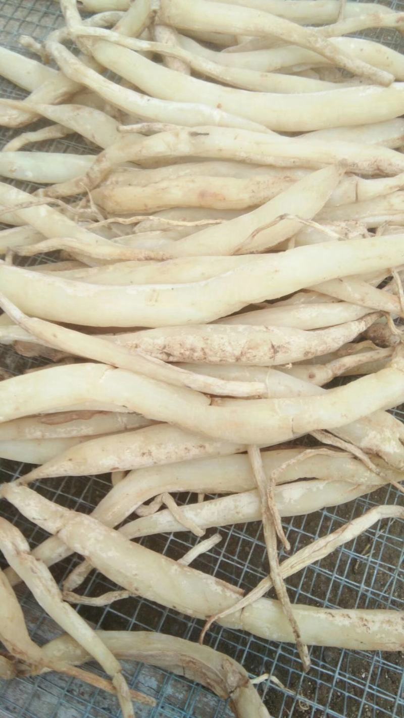 百部/红花百部/广西红花大百部/百部批发/中药材百部/