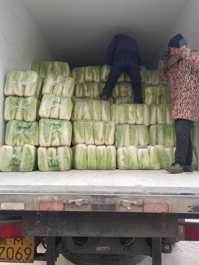 滕州大白菜基地市场酸菜厂货源充足质量保证商超对接