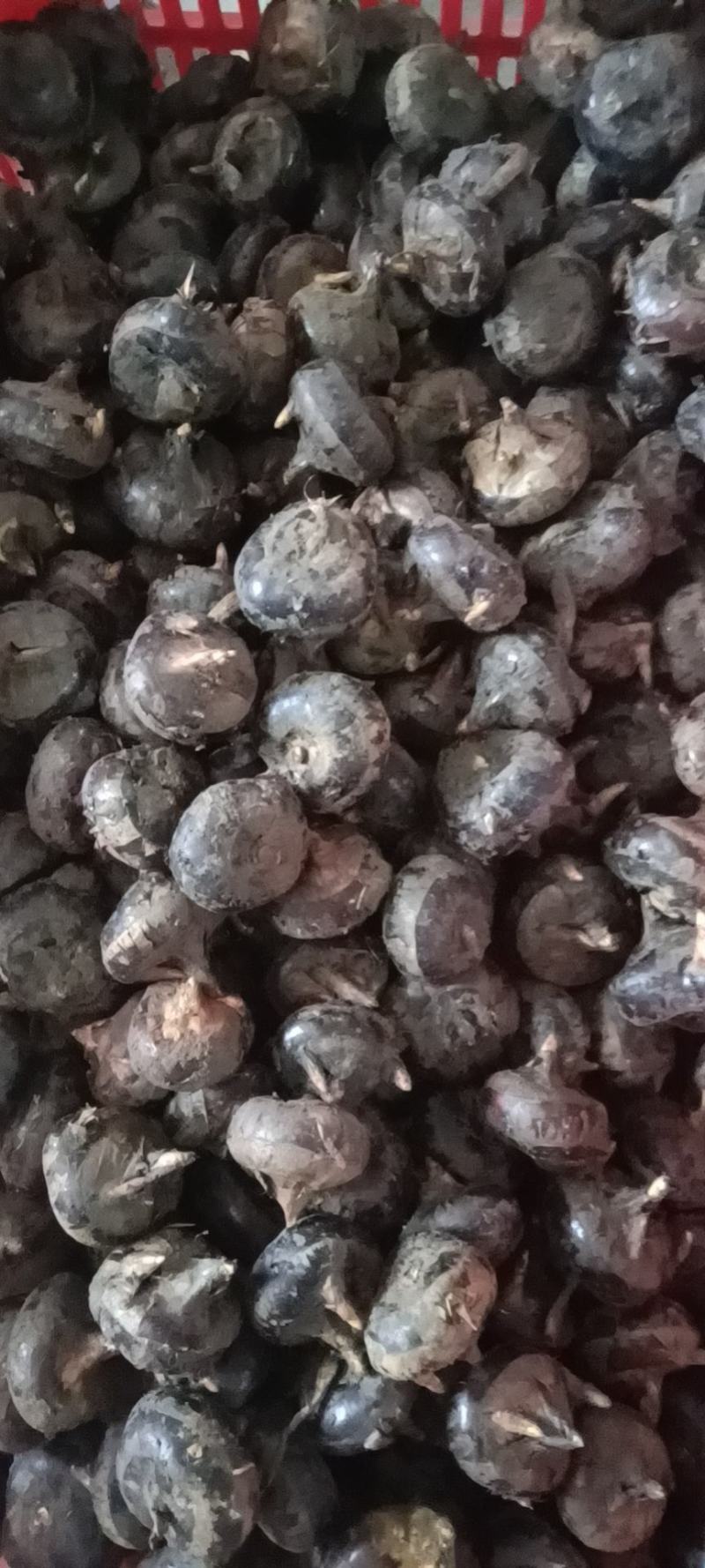 荸荠，马蹄产地量大，鲜果过筛马蹄，农户一线交易，零售勿扰