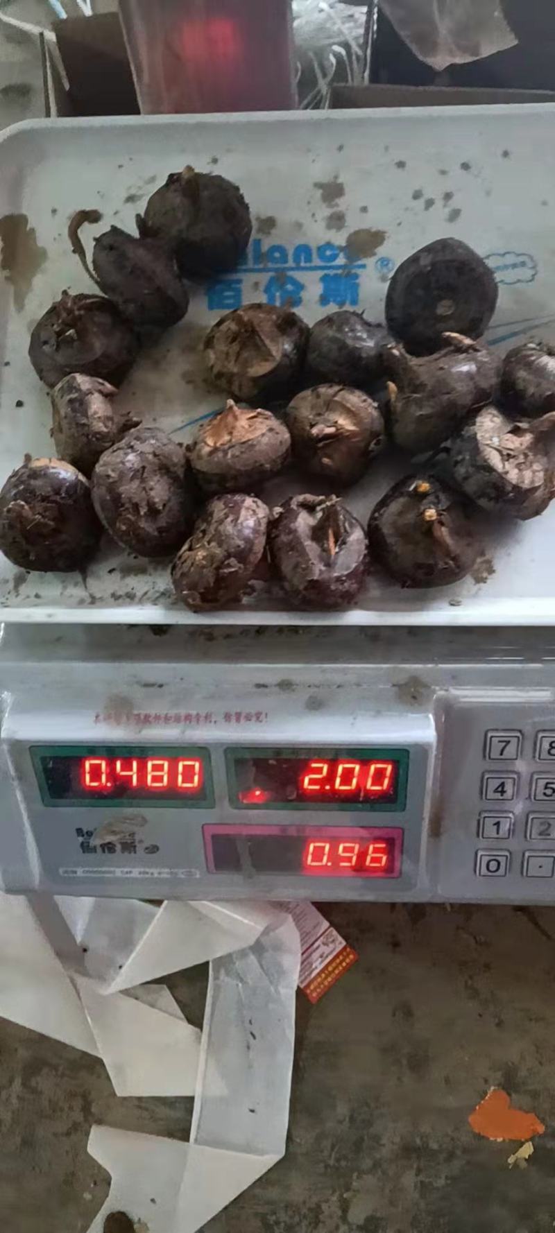 荸荠，马蹄产地量大，鲜果过筛马蹄，农户一线交易，零售勿扰