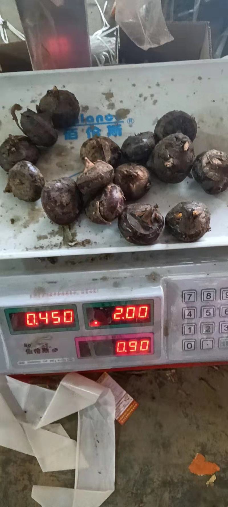 荸荠，马蹄产地量大，鲜果过筛马蹄，农户一线交易，零售勿扰