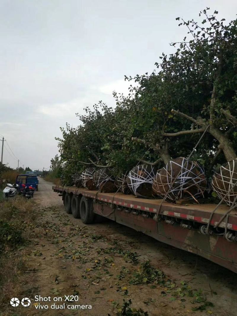 20公分-~30公分山楂树！树型一级工程树！