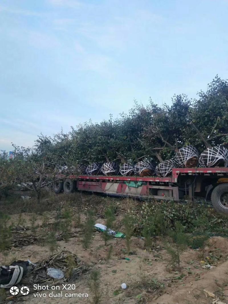 20公分-~30公分山楂树！树型一级工程树！