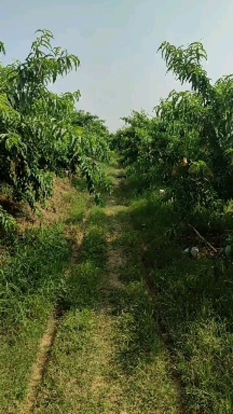 水蜜桃树苗白凤品种
