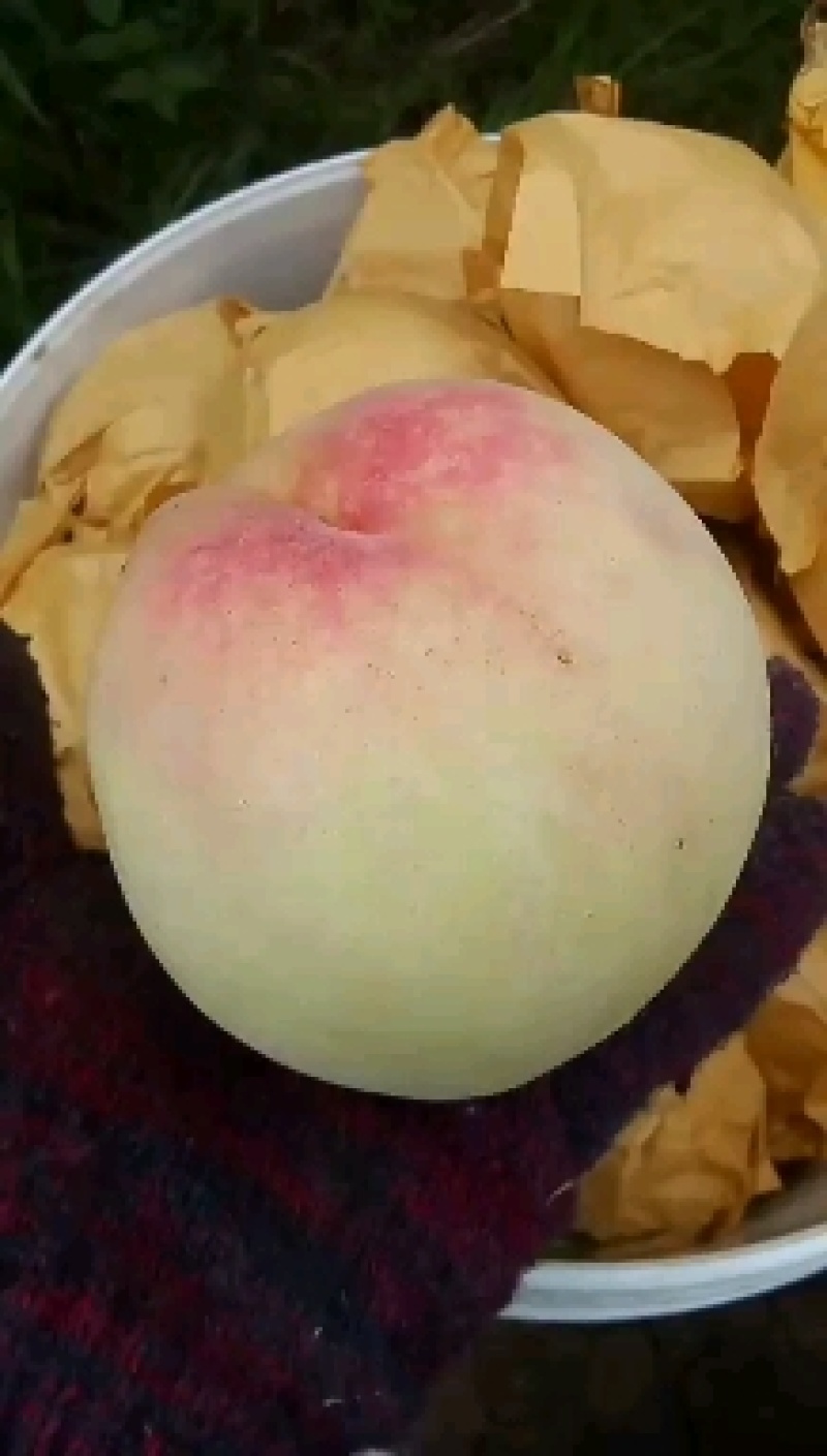 水蜜桃树苗白凤品种