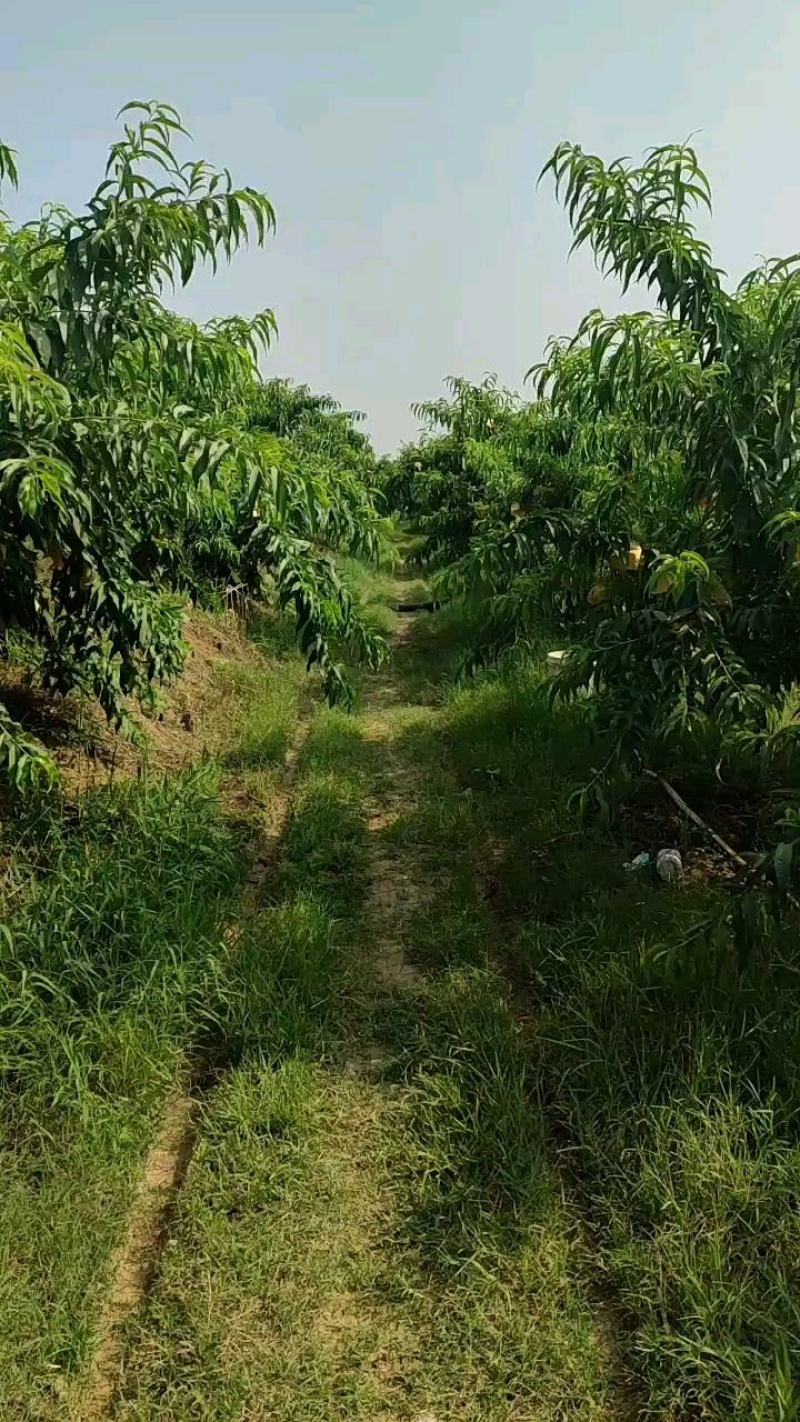 水蜜桃白凤