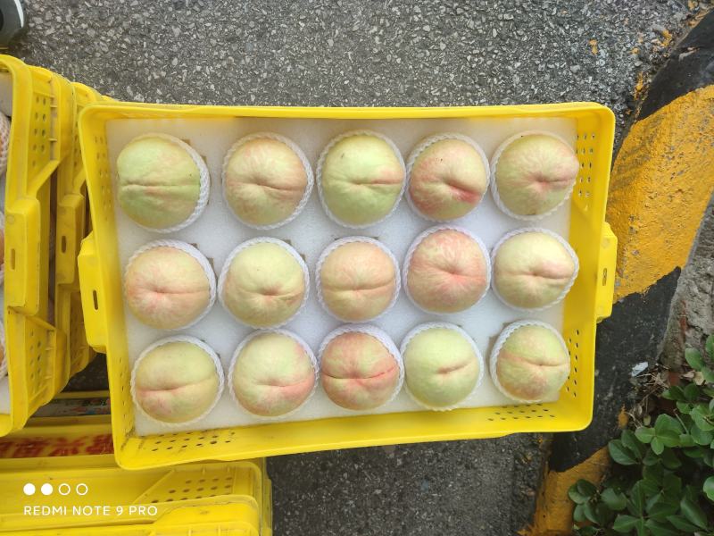 水蜜桃白凤