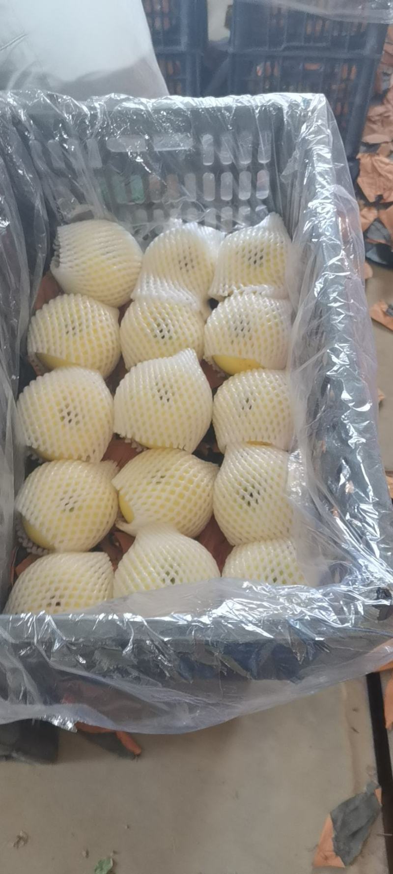 河北膜袋富士苹果，山西万荣膜袋红富士苹果