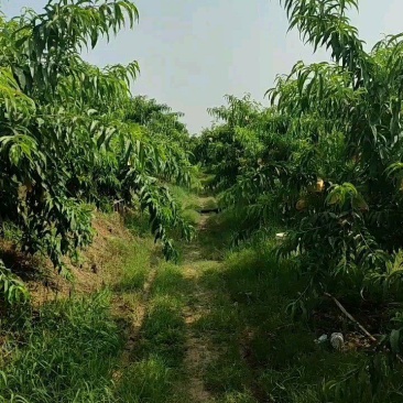 水蜜桃