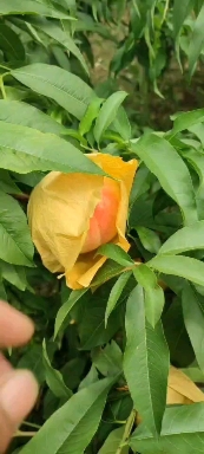 水蜜桃