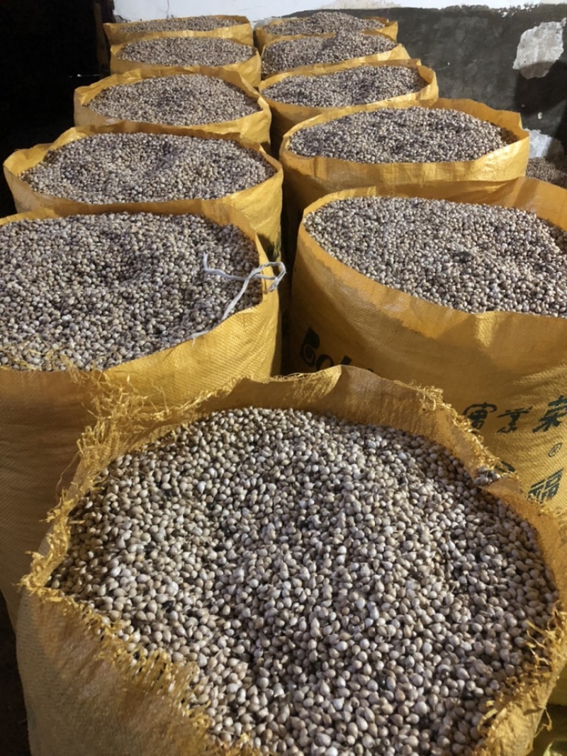 贵州薏仁米