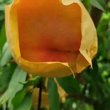 水蜜桃树苗