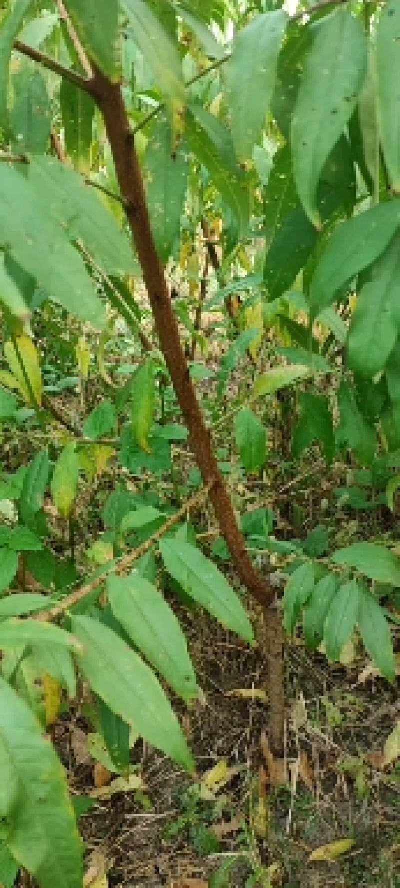 水蜜桃树苗