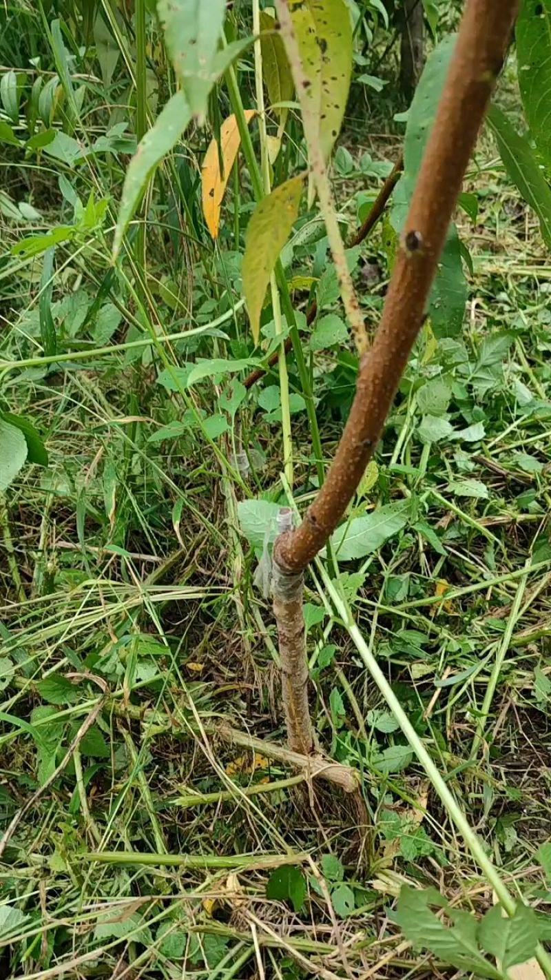 水蜜桃树苗