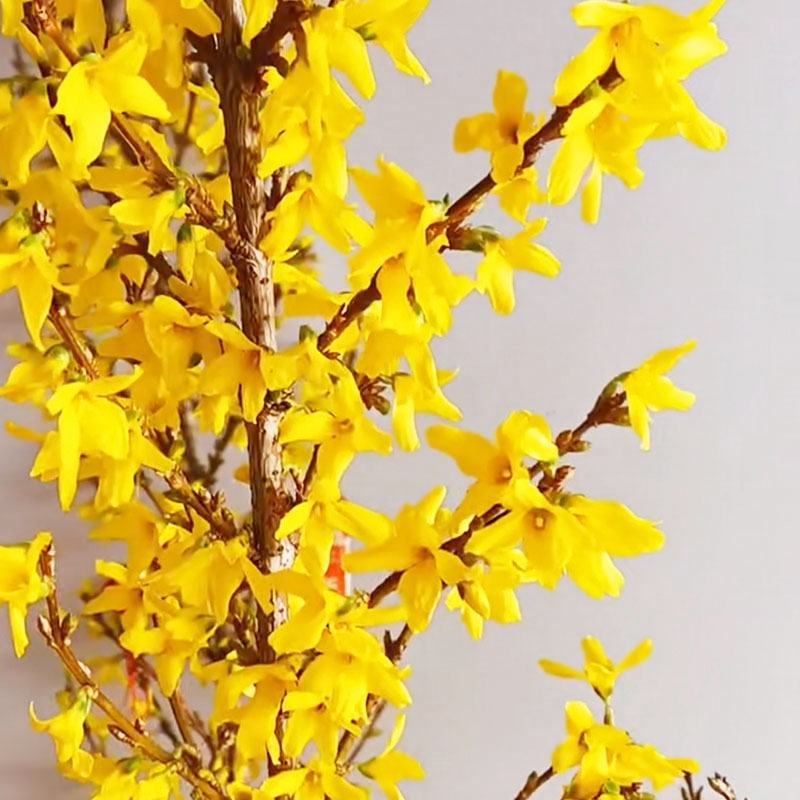 寸寸金串串金干枝花鲜花
