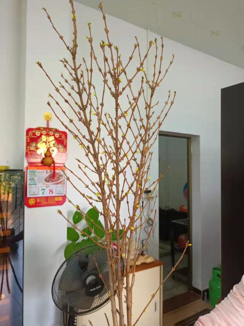 寸寸金串串金干枝花鲜花