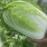河北黄心白菜泡菜厂专供提供包地服务