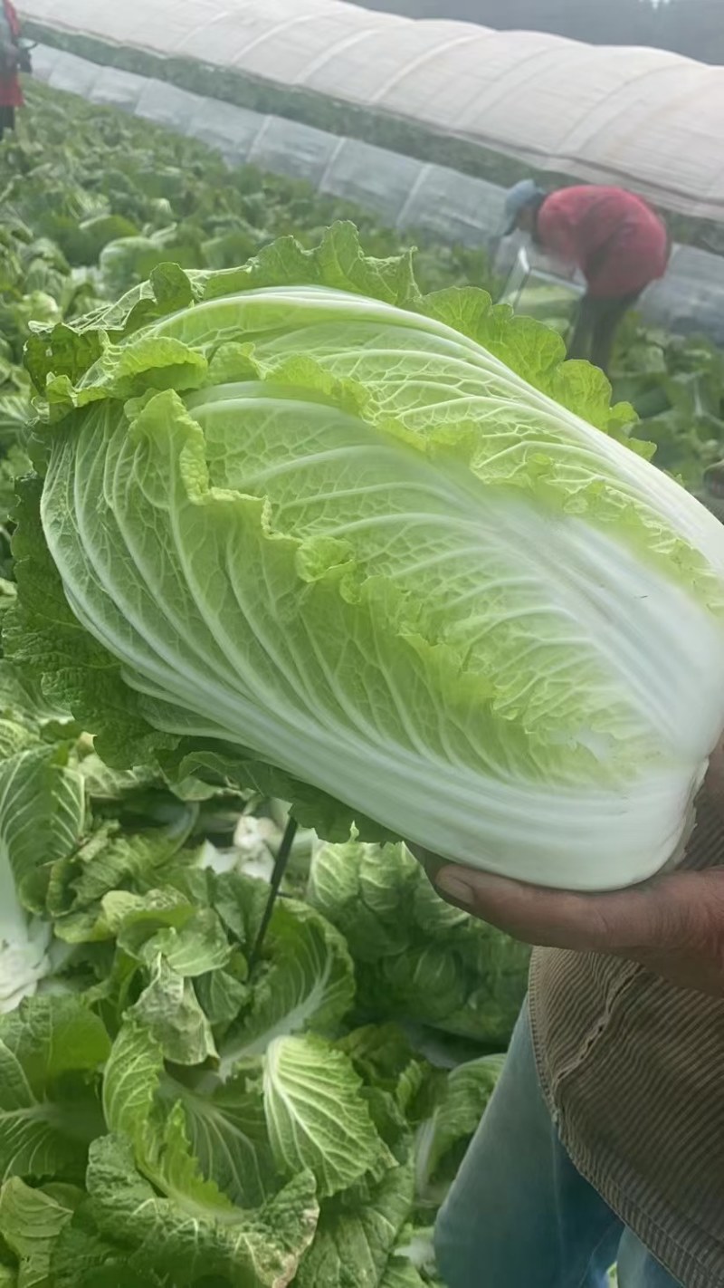 河北黄心白菜泡菜厂专供提供包地服务