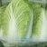 河北黄心白菜泡菜厂专供提供包地服务
