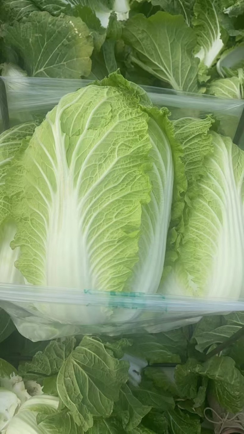 河北黄心白菜泡菜厂专供提供包地服务