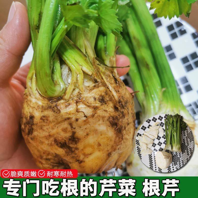 根芹种子根洋芹籽吃根吃叶子的芹菜种子春夏秋种植