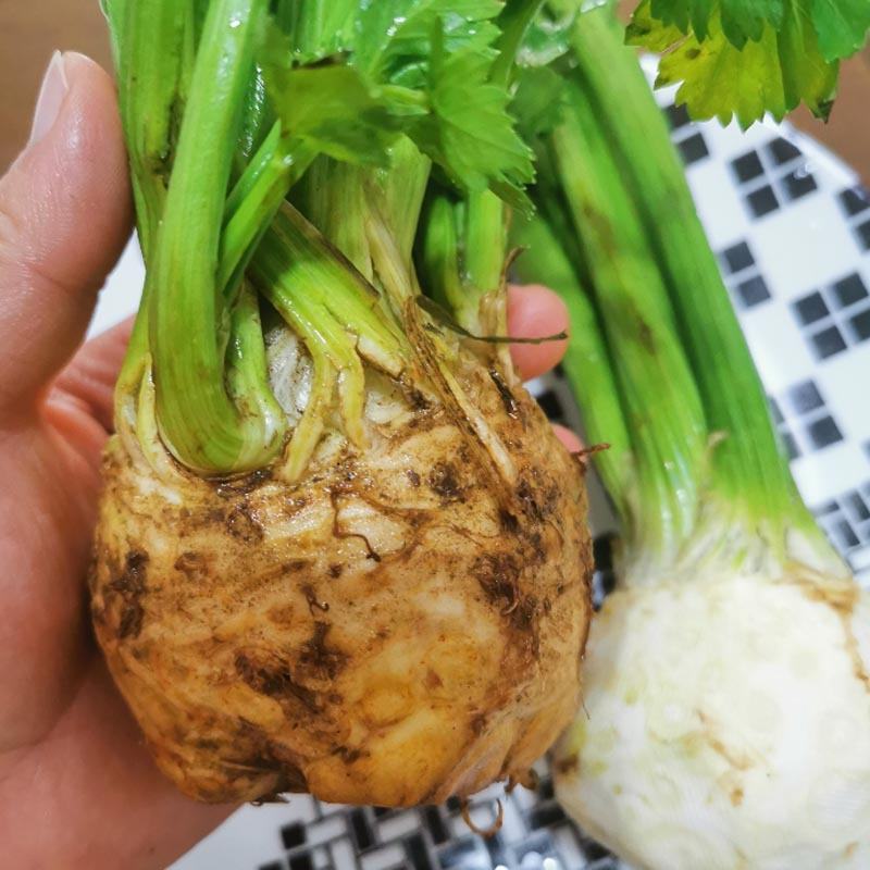 根芹种子根洋芹籽吃根吃叶子的芹菜种子春夏秋种植