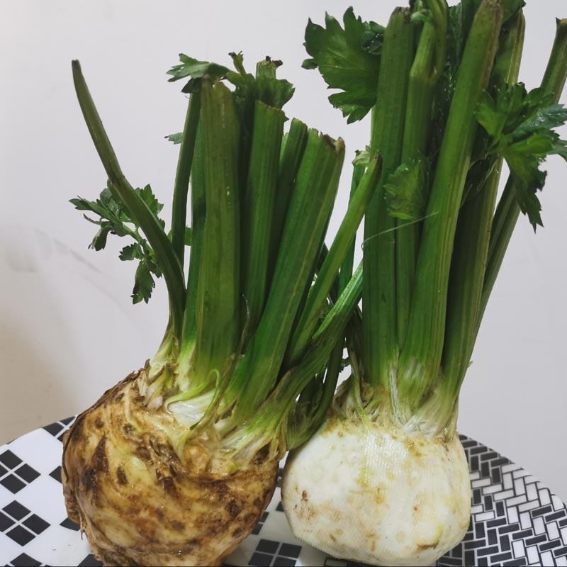 根芹种子根洋芹籽吃根吃叶子的芹菜种子春夏秋种植