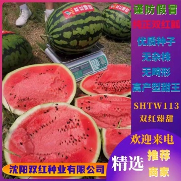 高产大果型甜王品种双红臻甜甜王西瓜种子高品质进口甜王种子