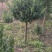 河北定州苗圃-香花槐嫁接香花槐3---15公分