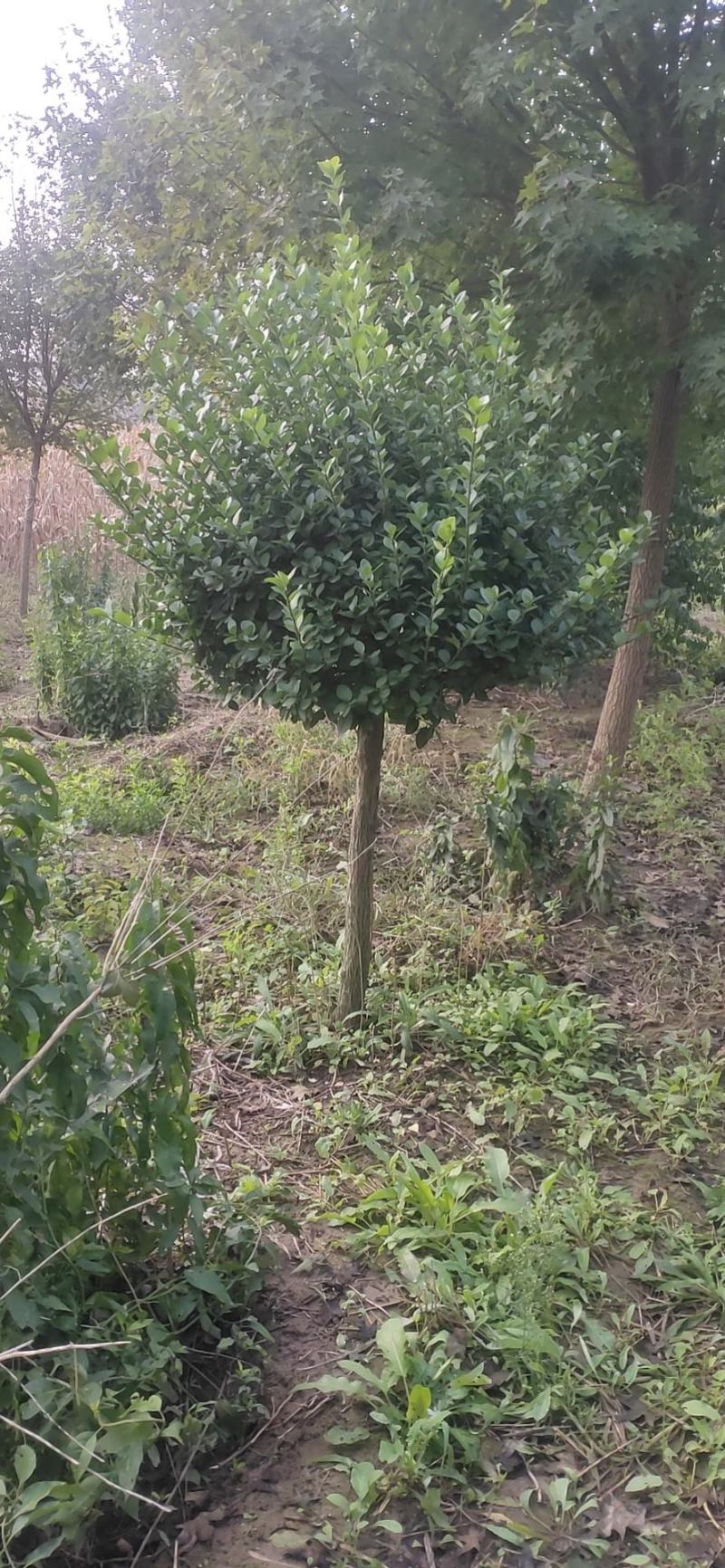 河北定州苗圃-香花槐嫁接香花槐3---15公分