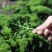 摩西香芹种子法香种籽味道浓郁盘饰皱叶蔬菜春夏秋种植