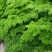 摩西香芹种子法香种籽味道浓郁盘饰皱叶蔬菜春夏秋种植